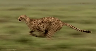 Le Guépard