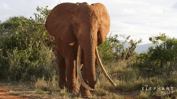 L'Éléphant