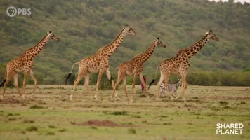 La Girafe
