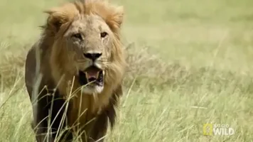 Le Lion